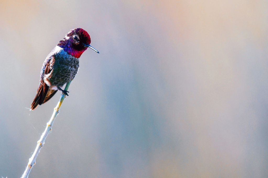 Anna's Hummingbird, Birds of the California Delta