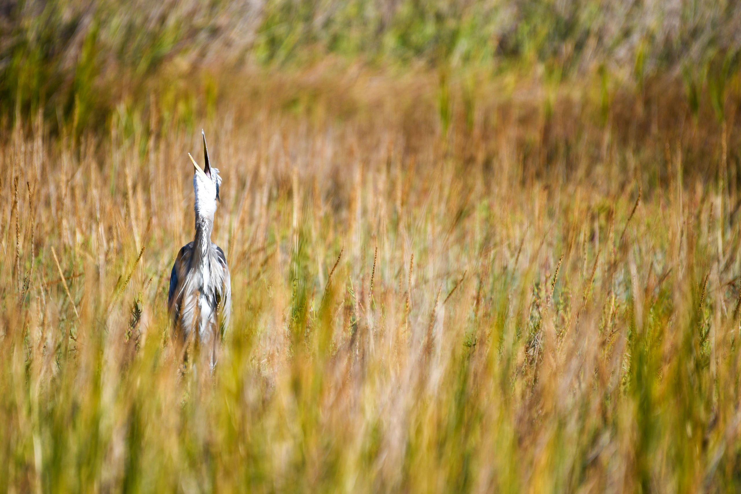 Great Blue Heron, Birds of the California Delta