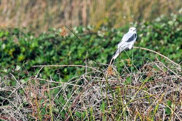 White-tailed Kite