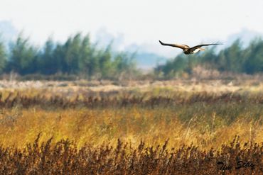 Red-tailed Hawk