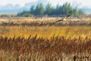 Red-tailed Hawk