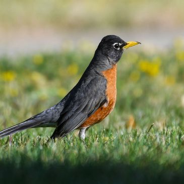 American Robin, Birds of the California Delta