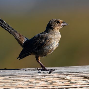 California Towhee, Birds of the California Delta