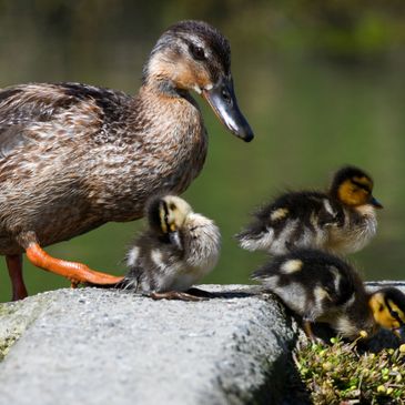 Mallard Duck with ducklings
