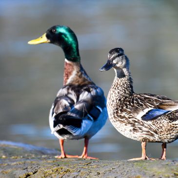 Mallard Ducks on the Carquinez Shoreline in Martinez