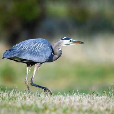 Great Blue Heron hunting for gophers at Radke Park in Martinez