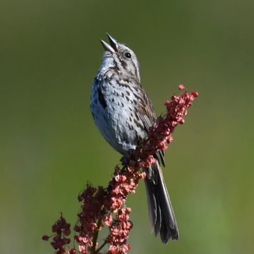Song Sparrow singing on the Pickleweed Trail at Radke Park
