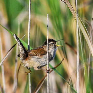 Marsh Wren, Birds of the California Delta