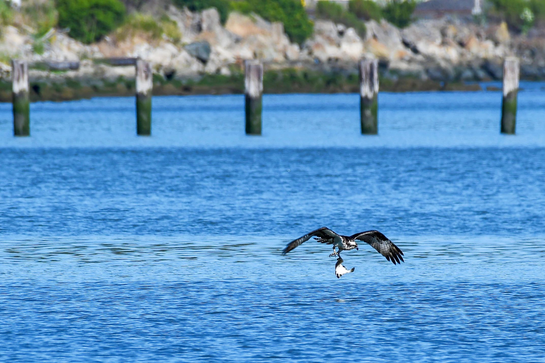 Osprey, Birds of the California Delta