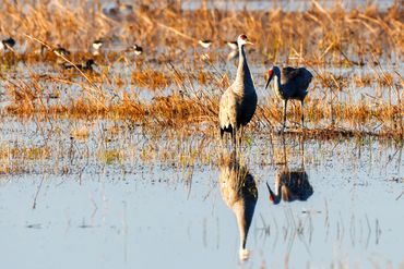 Sandhill Cranes