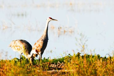 Sandhill Cranes