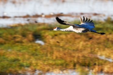 Sandhill Crane in flight