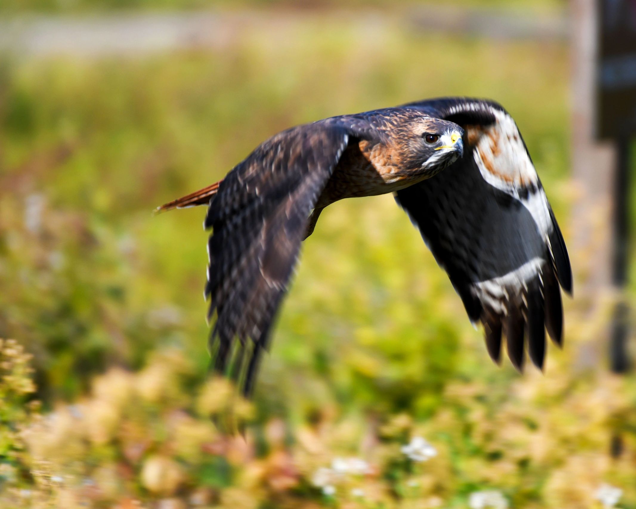 Red-tailed Hawk in flight