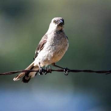 Mockingbird, Birds of the California Delta