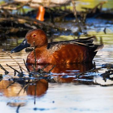 Cinnamon Teal Duck in pond at Pacheco Marsh