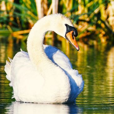 Mute Swan at McNabney Marsh