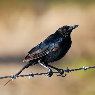 Great-tailed Grackle, Birds of the California Delta
