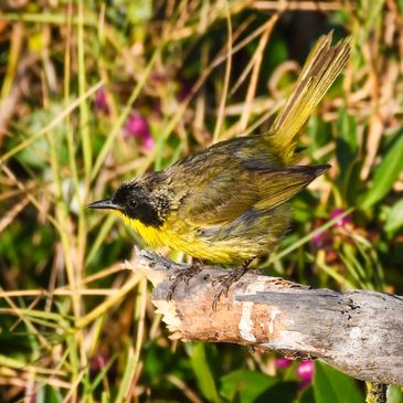 Common Yellowthroat, Birds of the California Delta
