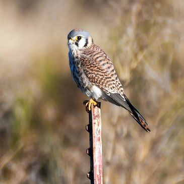 American Kestrel perched on a post at Pacheco Marsh