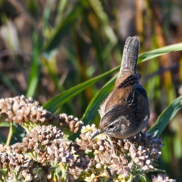 Marsh Wren at Pacheco Marsh