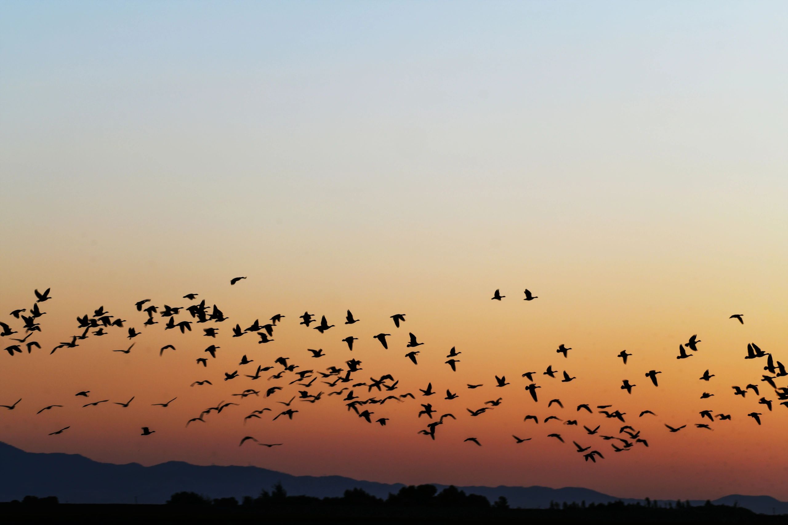 Canada Geese migration