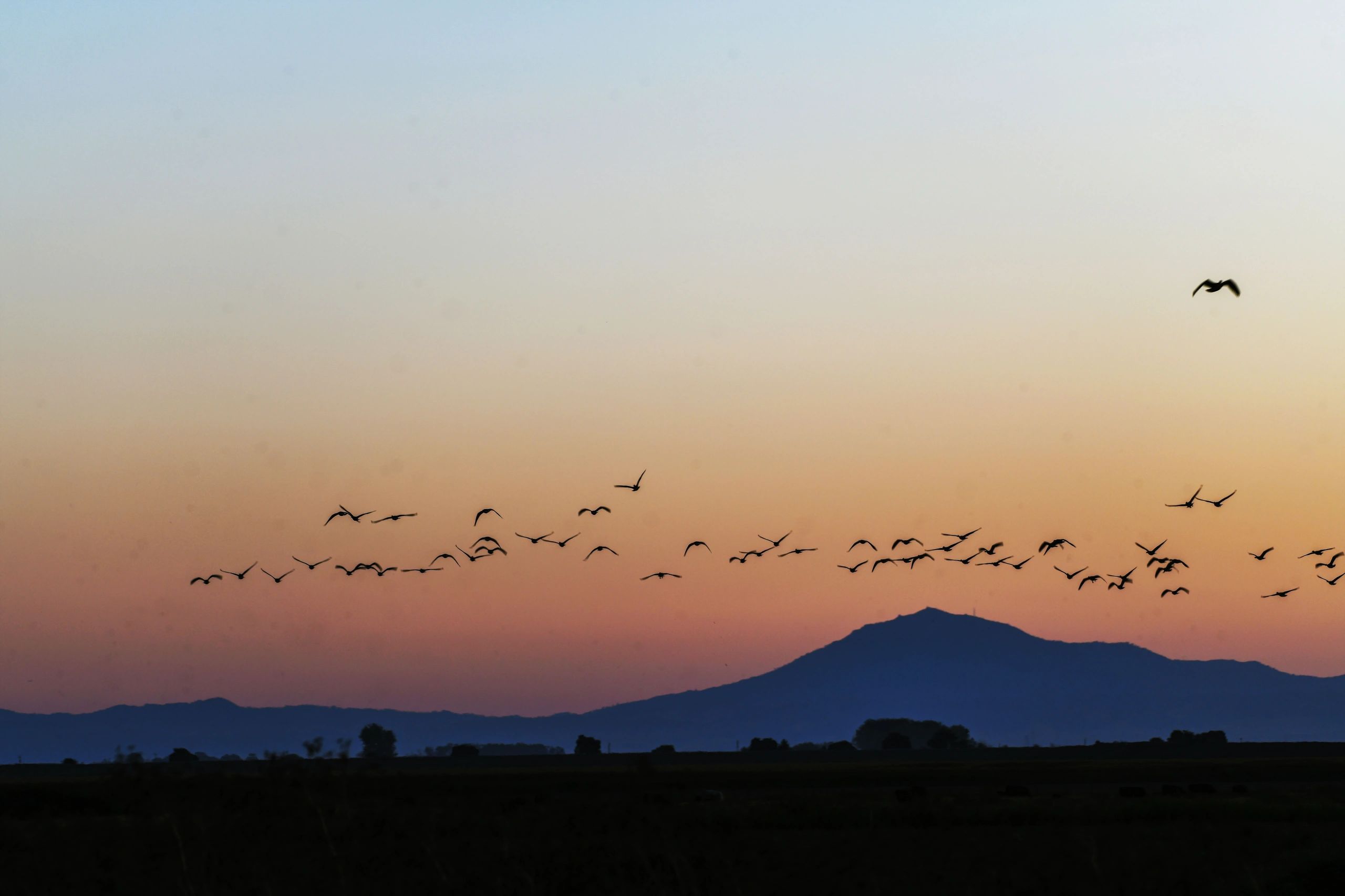 Canada Geese migrating 