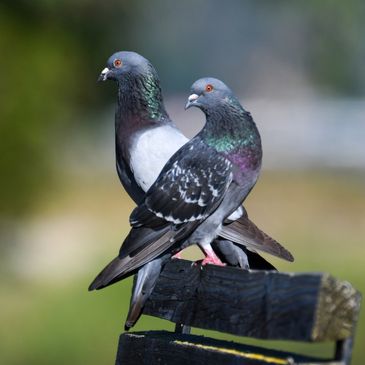 Rock Pigeons on a park bench at Radke Park