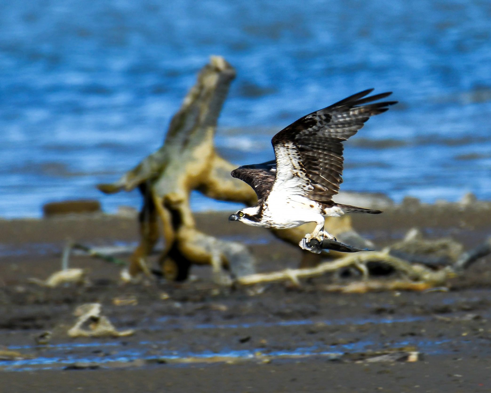 Osprey in flight with a fish in it's talons on the Carquinez Strait