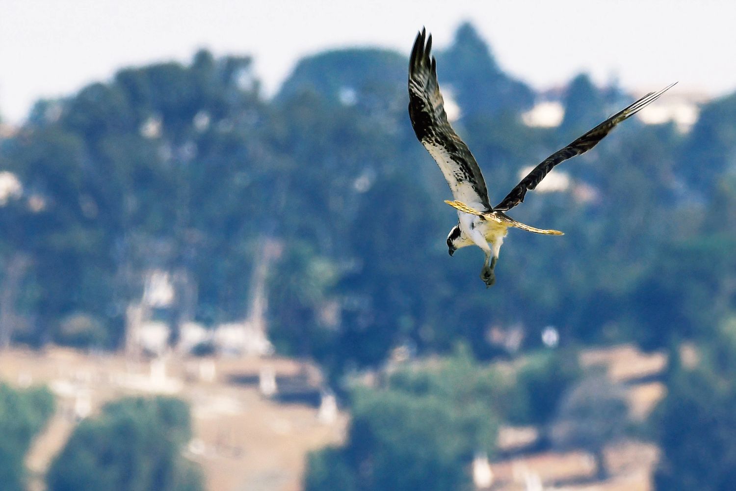 Osprey, birds of the California delta 