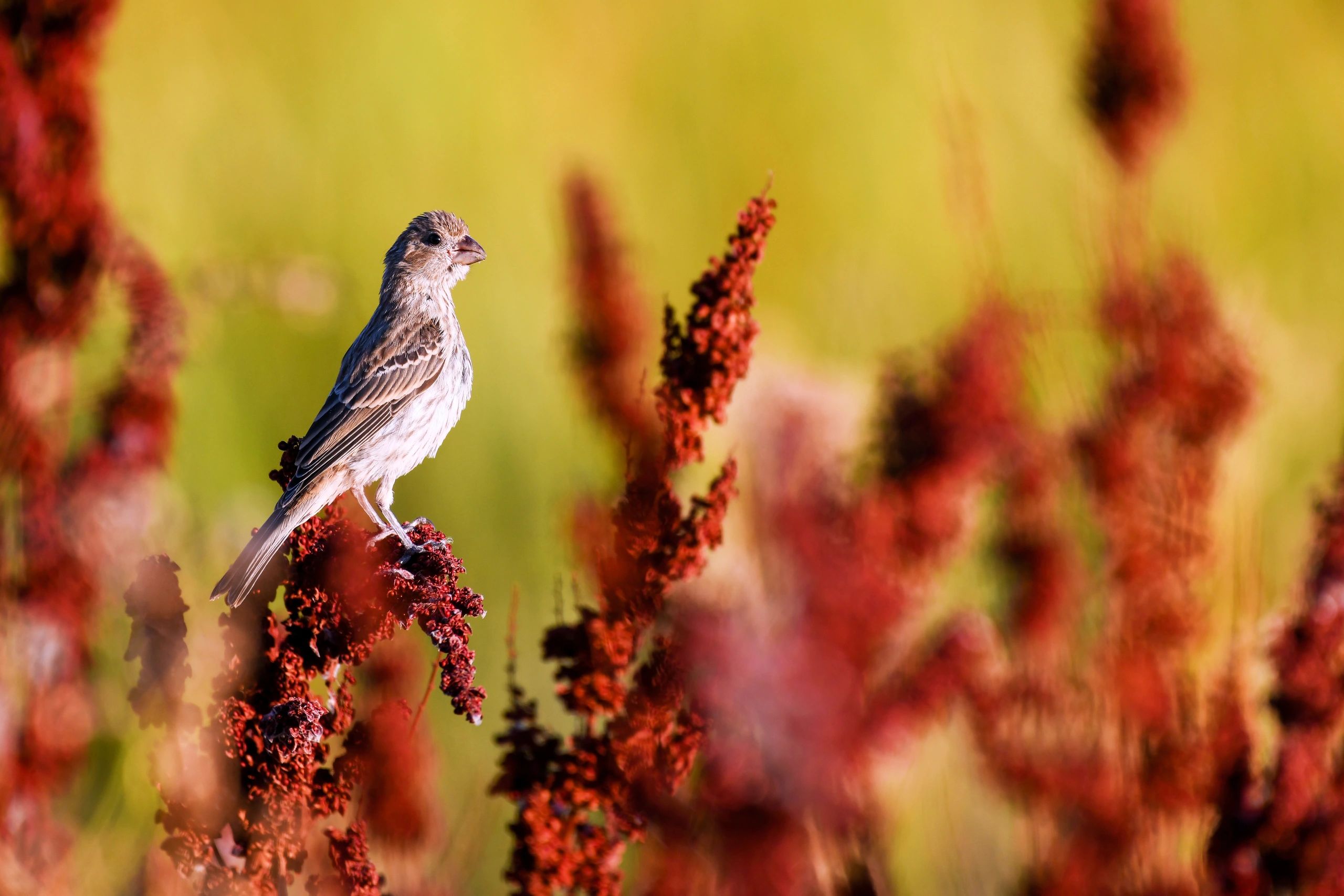 House Finch, Birds of the California Delta