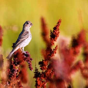 House Finch, Birds of the California Delta 