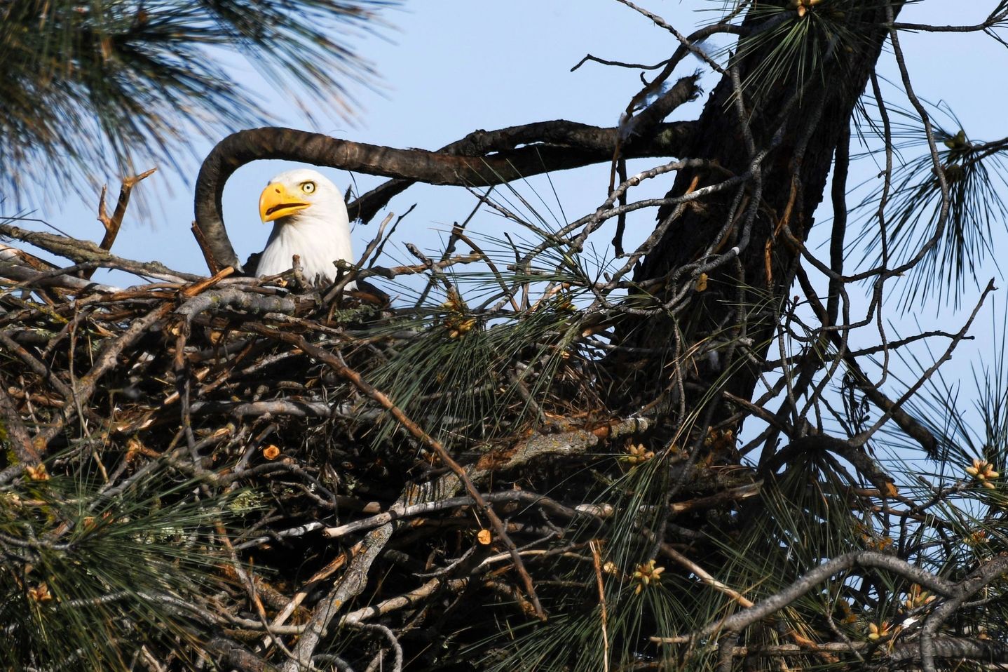 Bald Eagle sitting in nest above Lake Natoma in Folsom