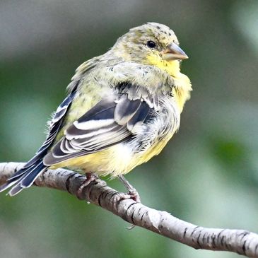 Lesser Goldfinch, Birds of the California Delta