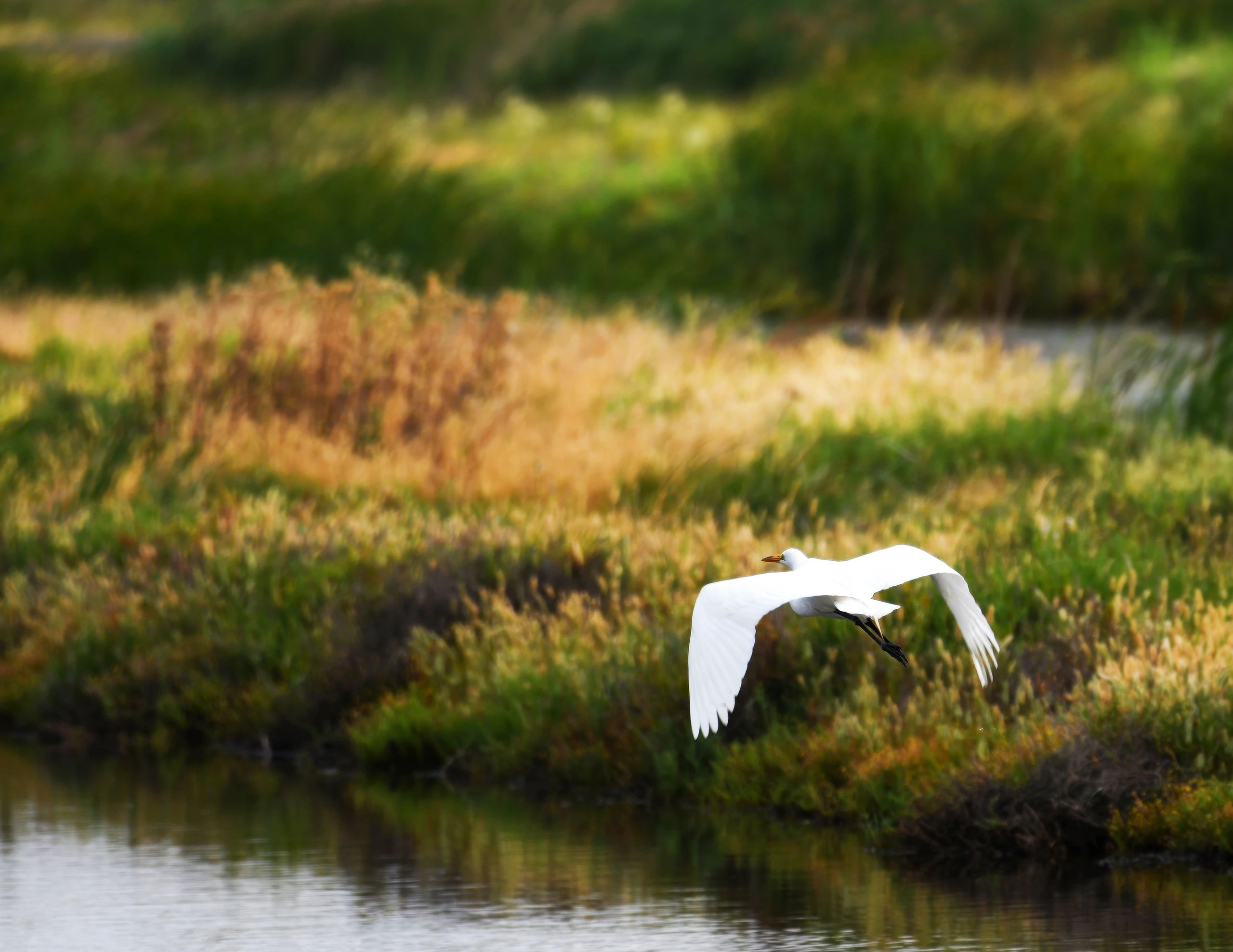 Great Egret in flight at Pacheco Marsh in Martinez