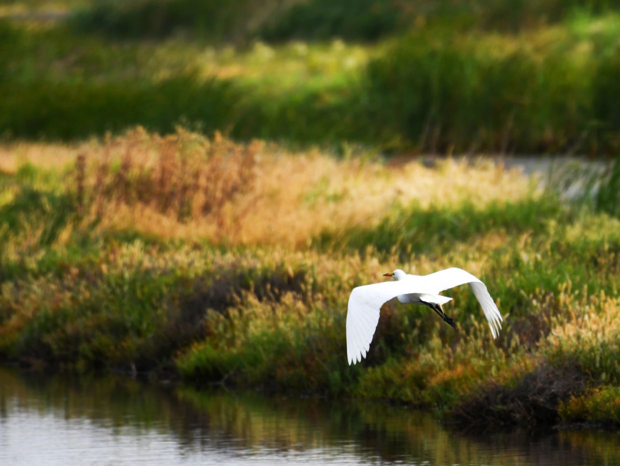 Great Egret in flight at Pacheco Marsh in Martinez