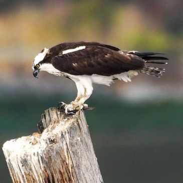 Osprey, Radke Martinez Regional Shoreline Park, Pickleweed Trail