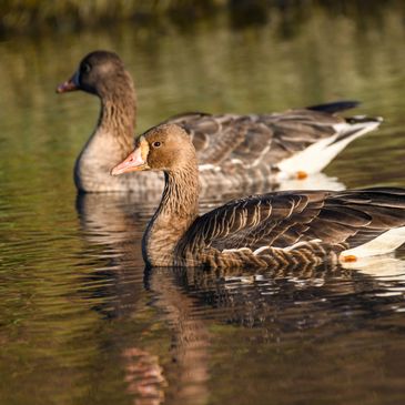 Great White-fronted Geese paddling on the Bill Nichols Duck Pond at Radke Park