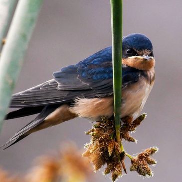 Cliff Swallow, Birds of the California Delta