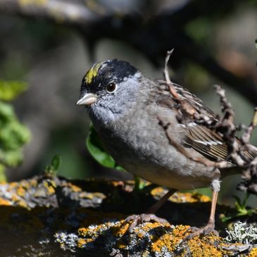 Golden-crowned Sparrow perched in a tree at Radke Park