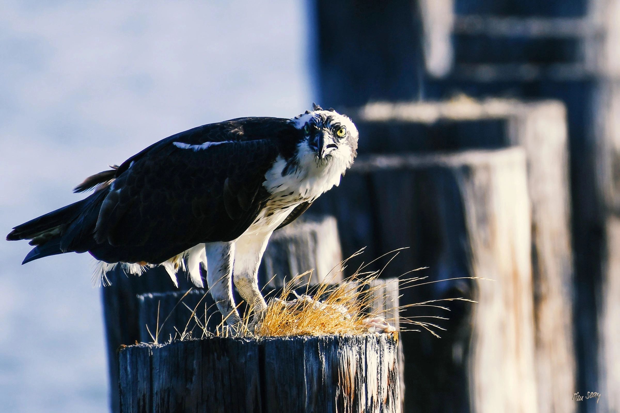 Osprey, Tim Seay Photography, Birds of the California Delta