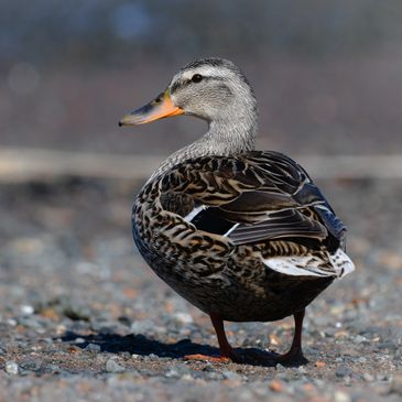 Mallard Duck on a pebble trail at Radke Park