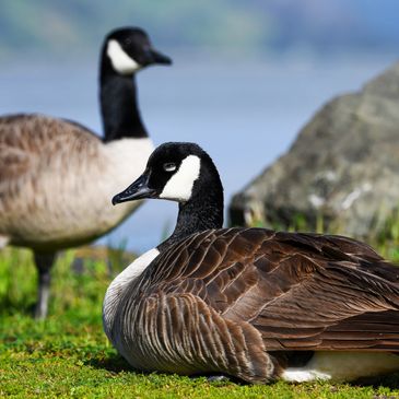 Canada Geese resting on the Carquinez Strait shoreline