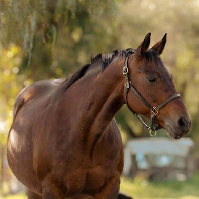 Brown horse with a bridle in a sunlit outdoor setting.