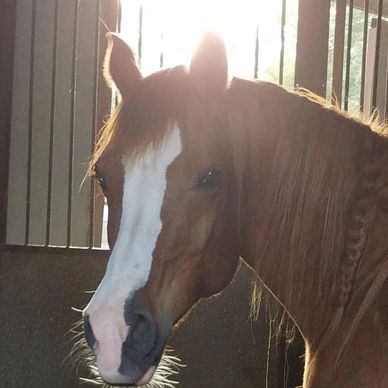 Close-up of a brown horse with a white blaze on its face in a stable.