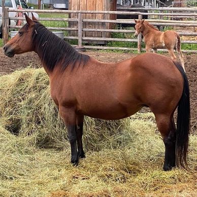 A brown horse stands near hay with a foal in the background.