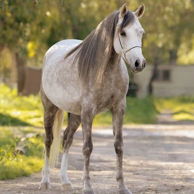 A majestic grey horse standing on a sunlit path.
