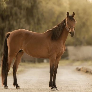 A brown horse standing on a dirt path with a blurred natural background.