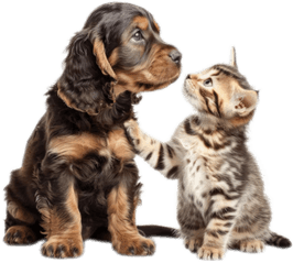 VALLEY ANIMAL HOSPITAL