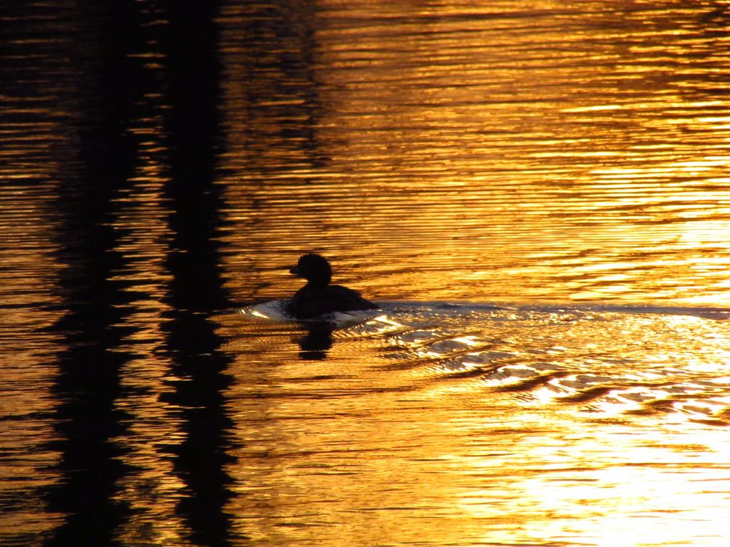 Duck at dusk