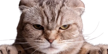 Close-up of a serious-looking cat with folded ears.